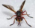 Physoconops floridanus