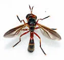 Physoconops floridanus - photo 2