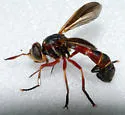 Physoconops floridanus - photo 3