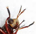 Physoconops floridanus - photo 4