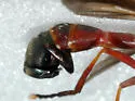 Physoconops floridanus - photo 5