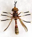 Physoconops fronto - photo 2