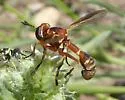 Physoconops fronto - photo 4