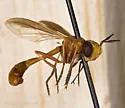 Physoconops gracilis - photo 2