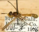 Physoconops gracilis - photo 3
