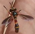 Physoconops gracilis - photo 4