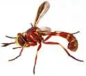 Physoconops gracilis - photo 5