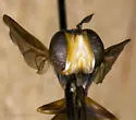 Physoconops nigrimanus - photo 2