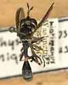 Physoconops nigrimanus - photo 3