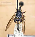 Physoconops nigrimanus - photo 4