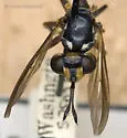 Physoconops nigrimanus - photo 5