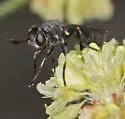 Physoconops sylvosus - photo 2