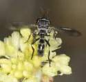 Physoconops sylvosus - photo 3