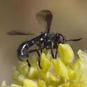 Physoconops sylvosus - photo 4