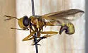 Physoconops townsendi - Physoconops townsendi
