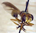 Physoconops townsendi - photo 2
