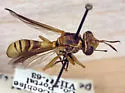 Physoconops townsendi - photo 3
