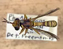 Physoconops townsendi - photo 4