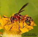 Physoconops townsendi - photo 5