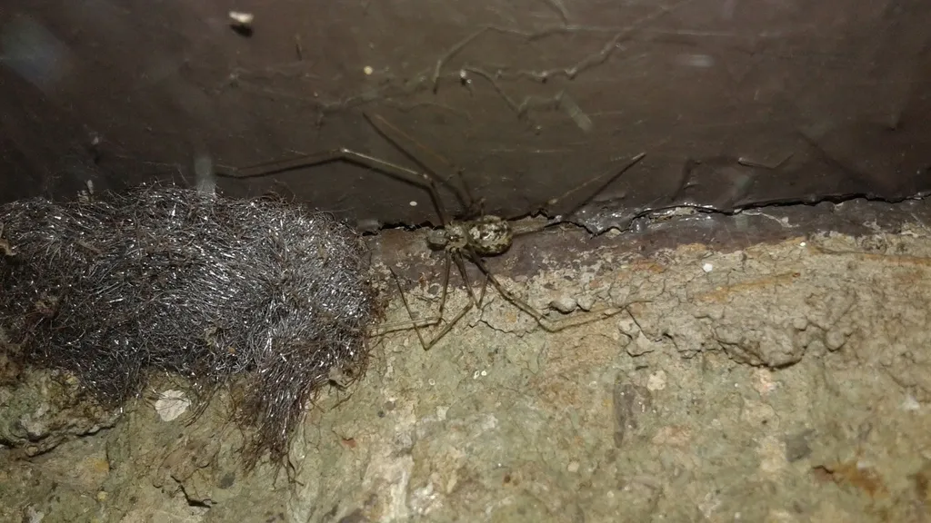 Physocyclus californicus - photo 2