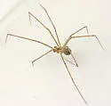 Physocyclus enaulus