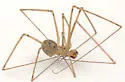 Physocyclus enaulus - photo 2