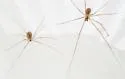 Physocyclus enaulus - photo 3