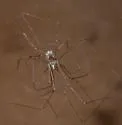 Physocyclus globosus