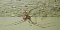 Physocyclus globosus - photo 2
