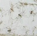 Physocyclus globosus - photo 3