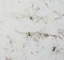 Physocyclus globosus - photo 4