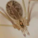 Physocyclus globosus - photo 5