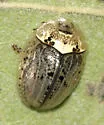 Wild Olive Tortoise Beetle