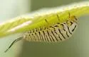 Wild Olive Tortoise Beetle - photo 2