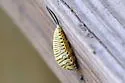Wild Olive Tortoise Beetle - photo 4