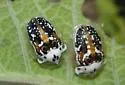 Arizona Tortoise Beetle