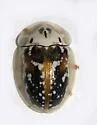 Arizona Tortoise Beetle - photo 2