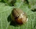 Arizona Tortoise Beetle - photo 3
