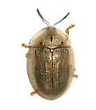 Arizona Tortoise Beetle - photo 4