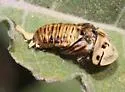 Arizona Tortoise Beetle - photo 5
