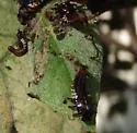 Geiger Tree Tortoise Beetle