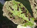 Geiger Tree Tortoise Beetle - photo 2