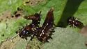 Geiger Tree Tortoise Beetle - photo 3
