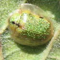 Geiger Tree Tortoise Beetle - photo 4