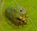 Geiger Tree Tortoise Beetle - photo 5