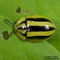 Physonota disjuncta