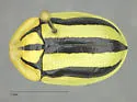 Physonota disjuncta - photo 2