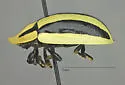 Physonota disjuncta - photo 3