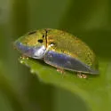 Sunflower Tortoise Beetle