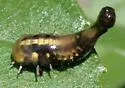 Sunflower Tortoise Beetle - photo 2